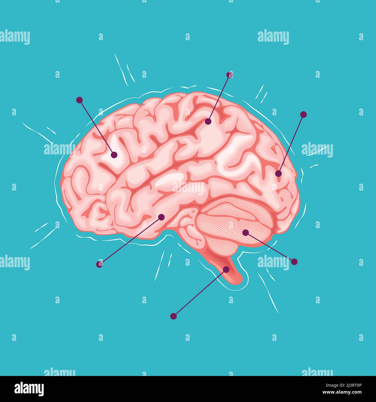 realistic human brain organ icon Stock Vector Image & Art - Alamy