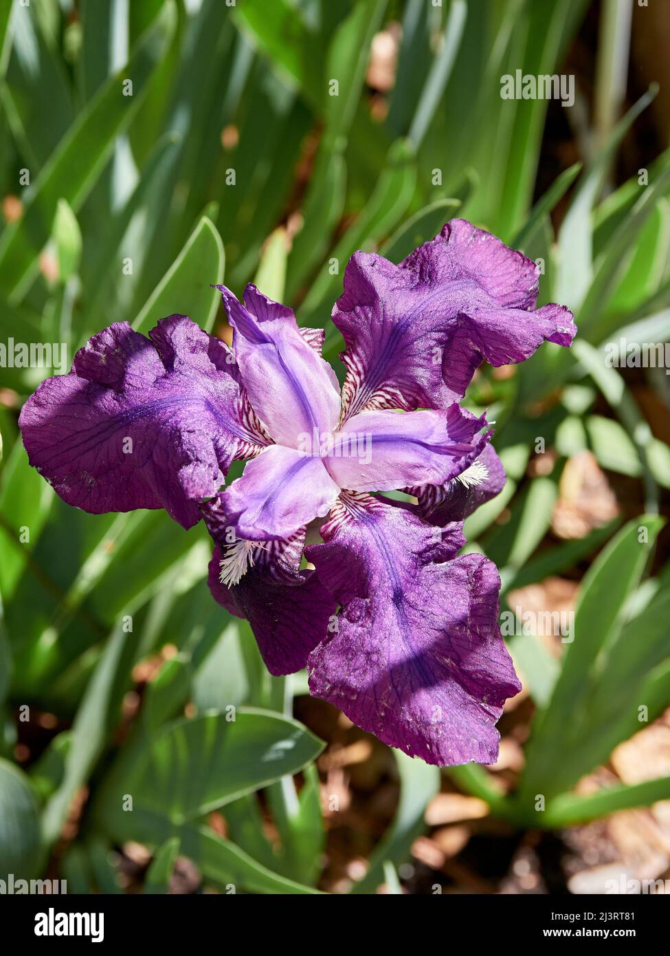 Flowering or blooming purple iris flower in a home garden. Stock Photo