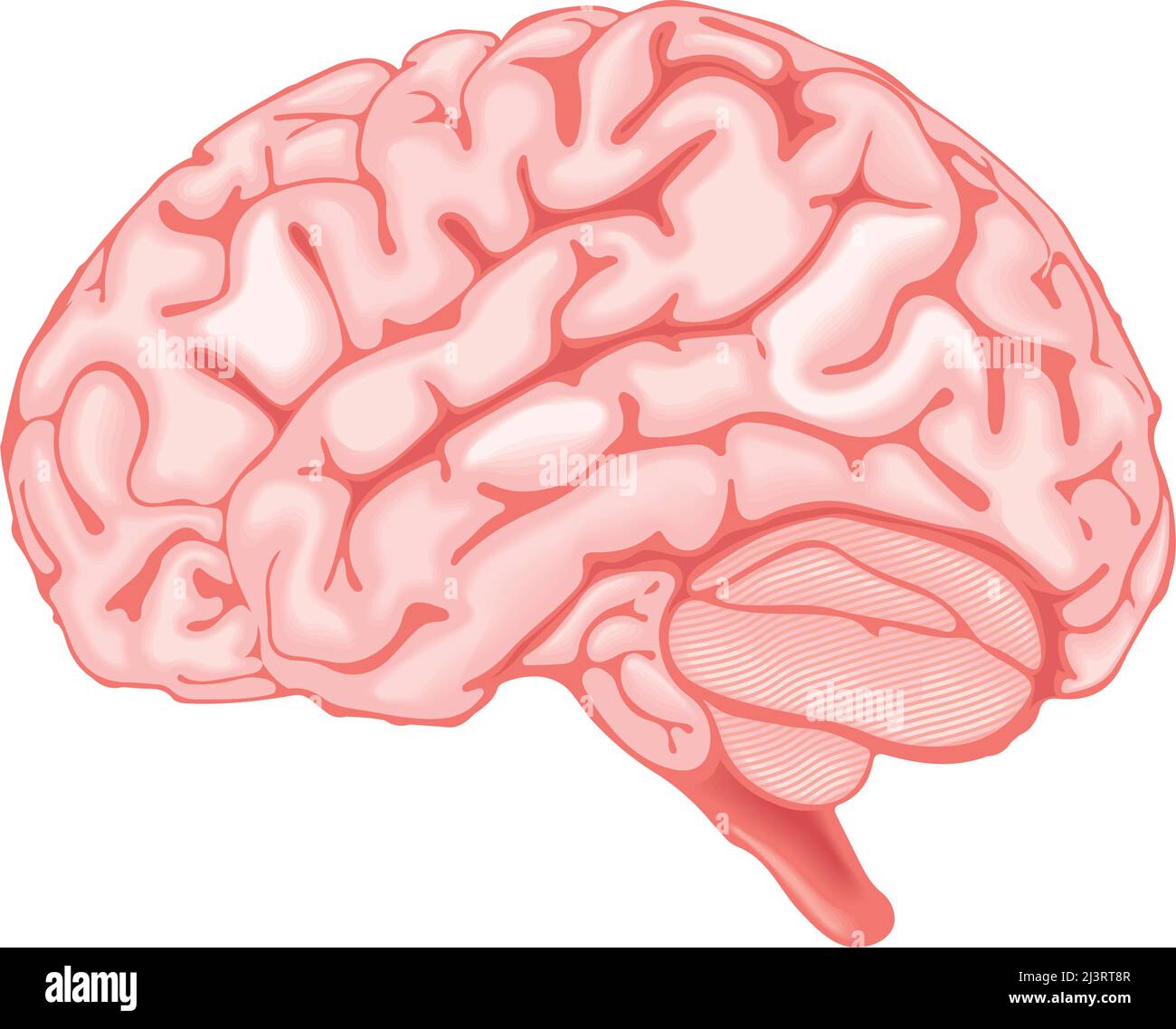 brain human body part, realistic icon Stock Vector Image & Art - Alamy