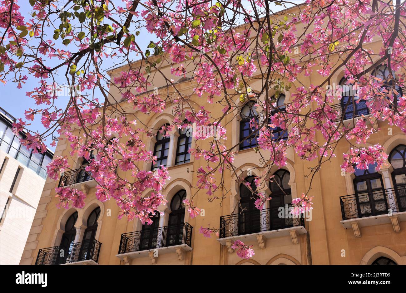 Beirut, Lebanon. 9th Apr, 2022. Pink trumpet flowers are seen along a