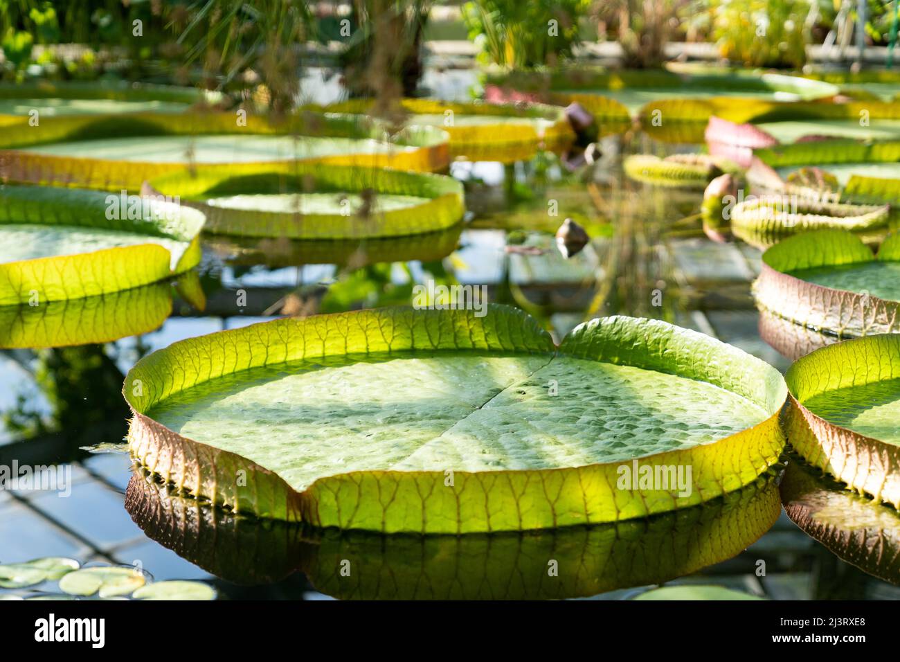 Glasshouse with tropical Victoria amazonica, giant water lily and aquatic plants.  Stock Photo
