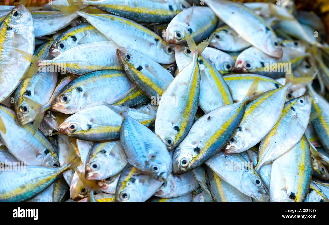 Freshly caught Yellow striped Scad fish for sale at a fresh seafood market in a central coastal fishing village in Vietnam Stock Photo