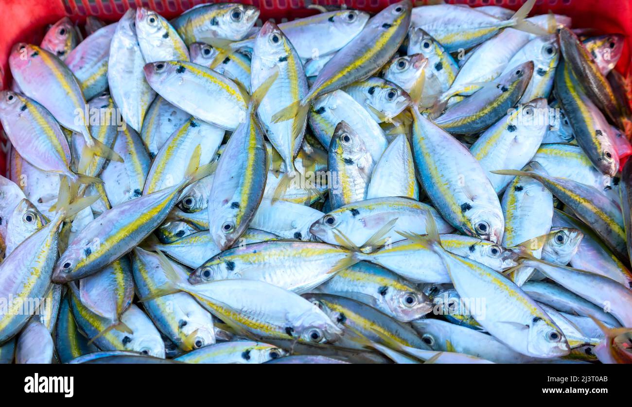 Freshly caught Yellow striped Scad fish for sale at a fresh seafood market in a central coastal fishing village in Vietnam Stock Photo