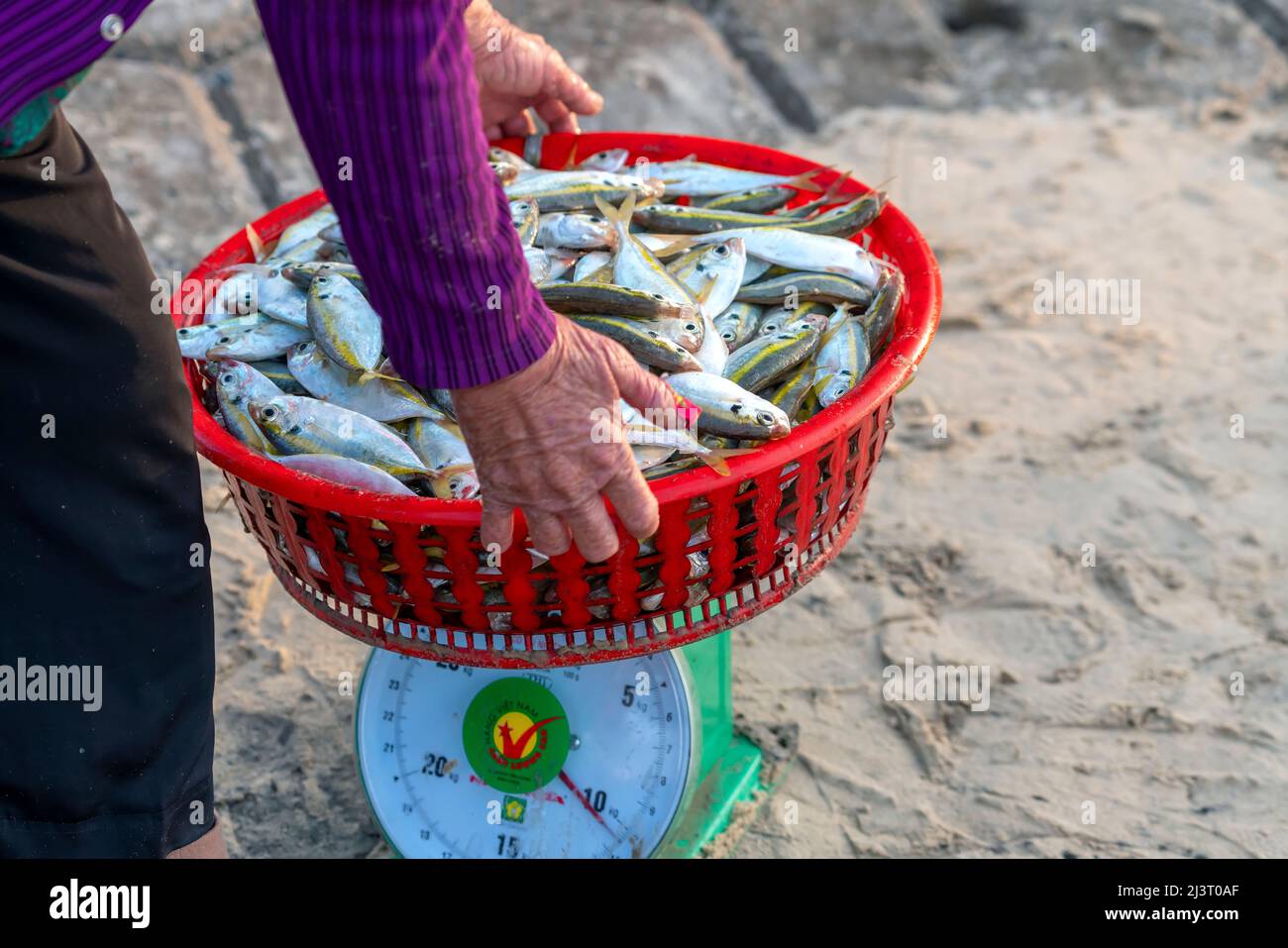 Freshly caught Yellow striped Scad fish for sale at a fresh seafood market in a central coastal fishing village in Vietnam Stock Photo