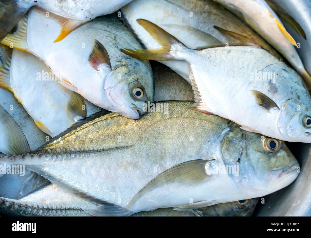 Freshly caught Butterfish for sale at a fresh seafood market in a