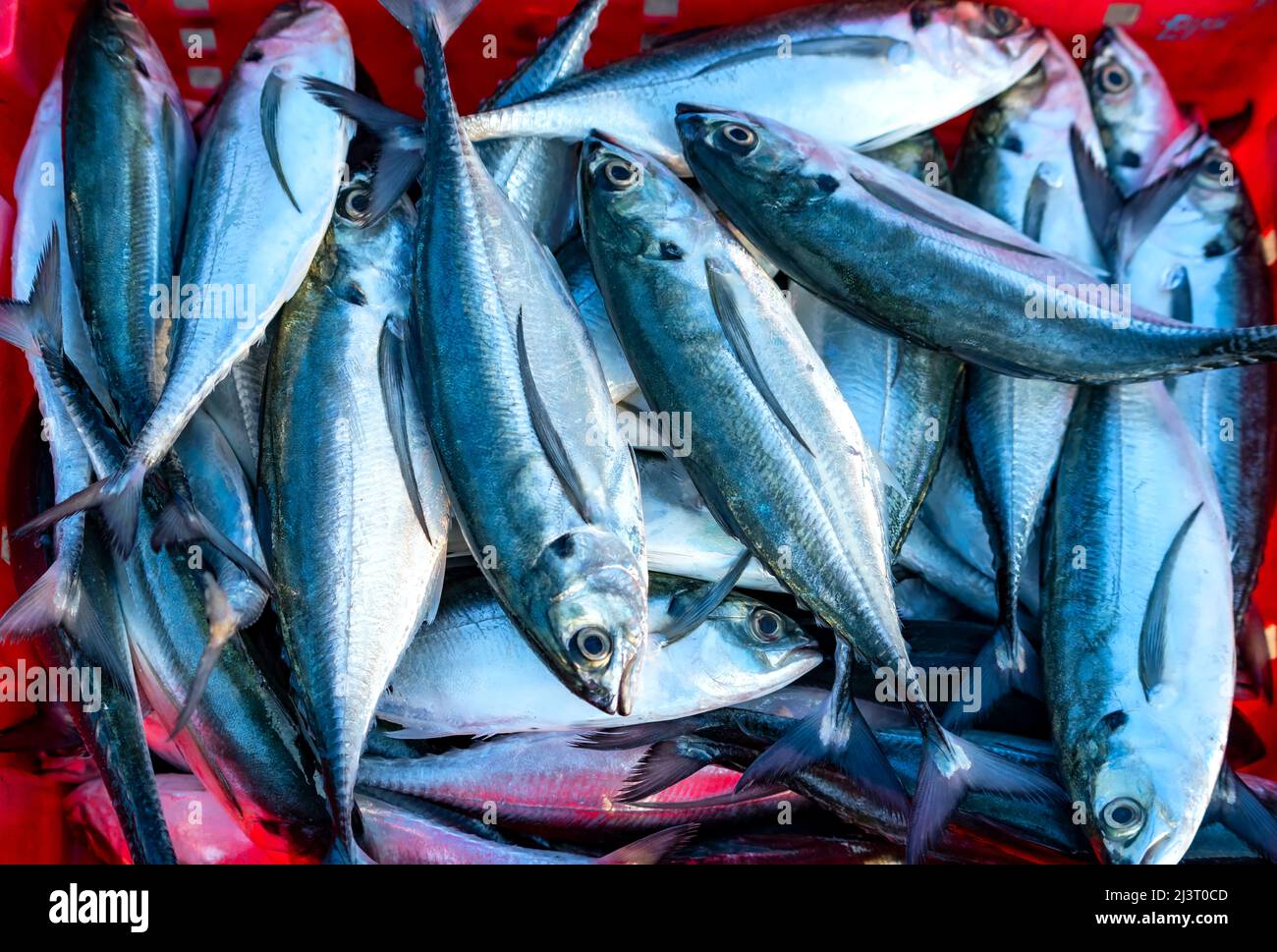 Freshly caught horse mackerel for sale at a fresh seafood market in a