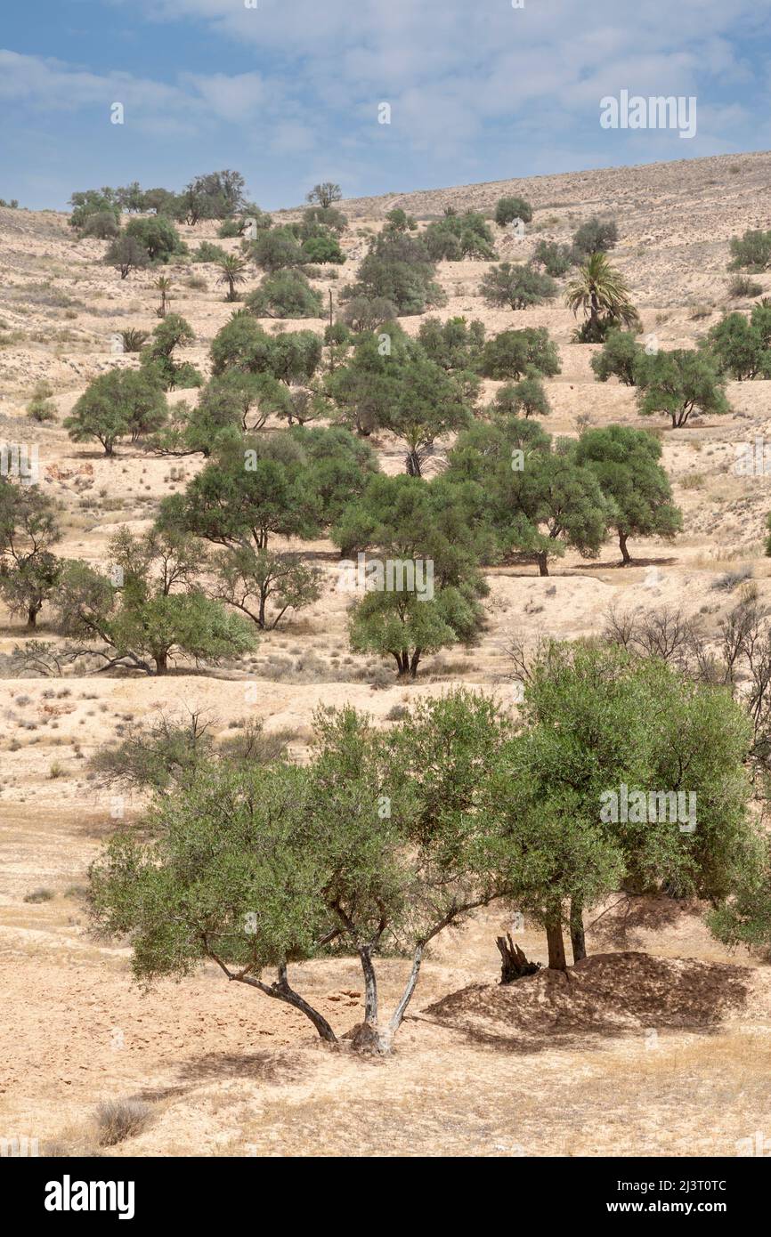 Libya.  Olive Trees near Tarmeisa in the Jebel Nefusa.  Note how berms create terraces to catch and slow rainwater run-off. Stock Photo