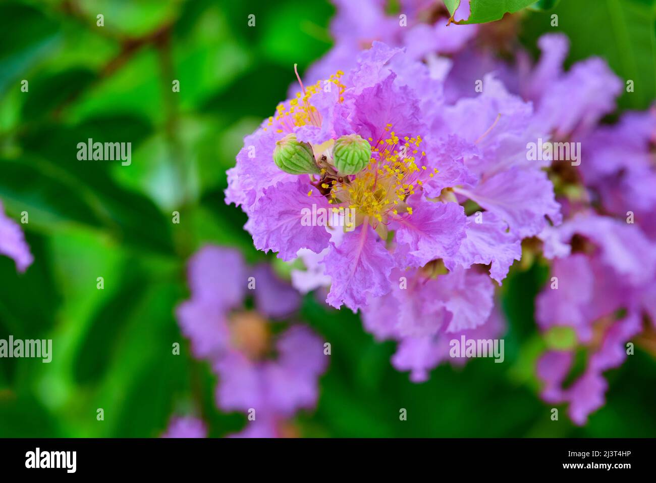 Close-up bunch of purple lagerstroemia hybrid flower bloom on tree branch Stock Photo