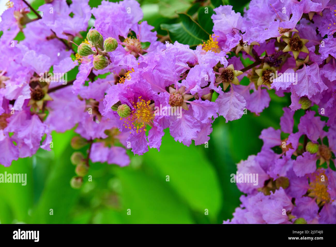Close-up bunch of purple lagerstroemia hybrid flower bloom on tree branch Stock Photo