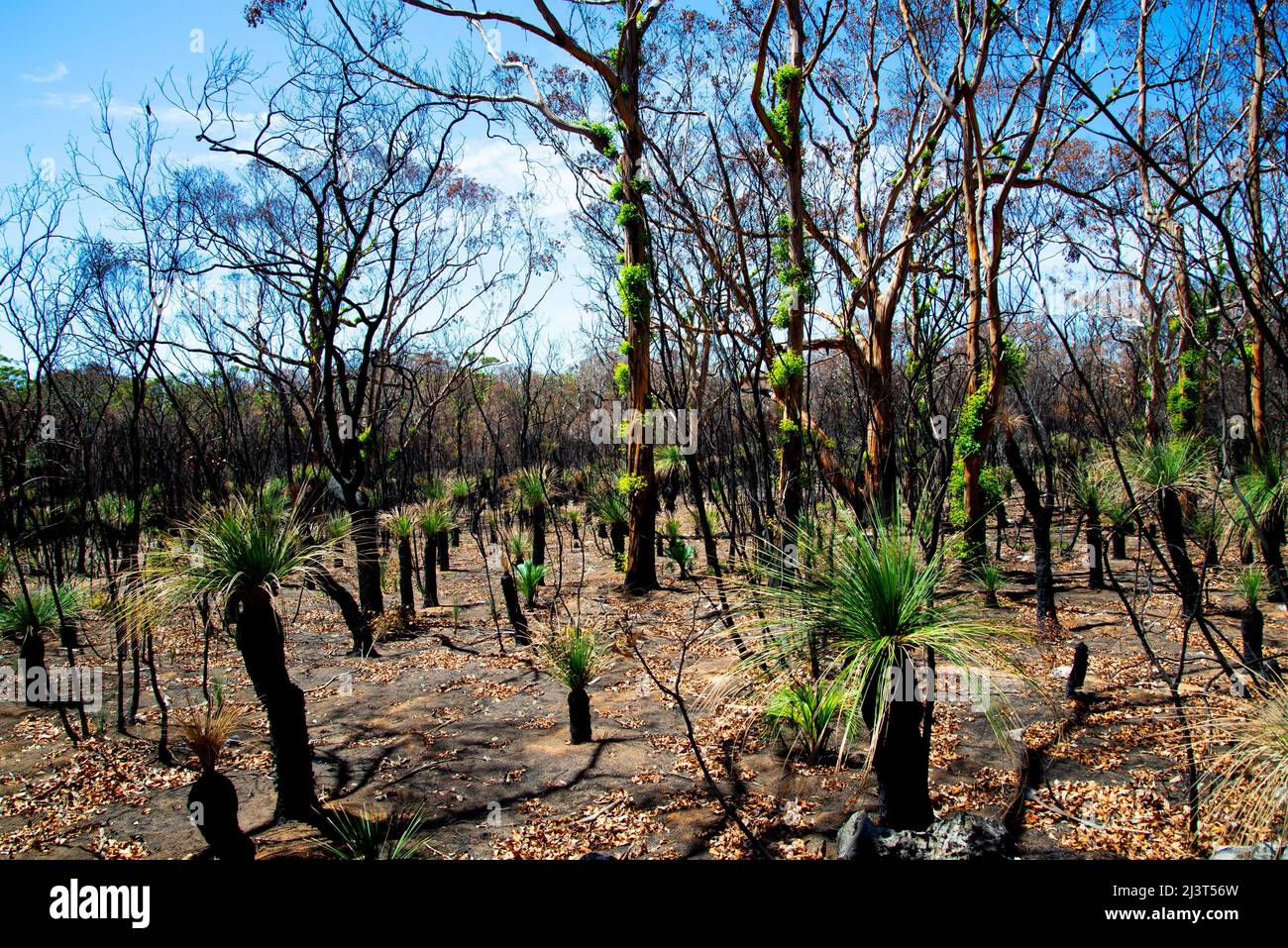 Bush Fire Forest Growth Regeneration Stock Photo