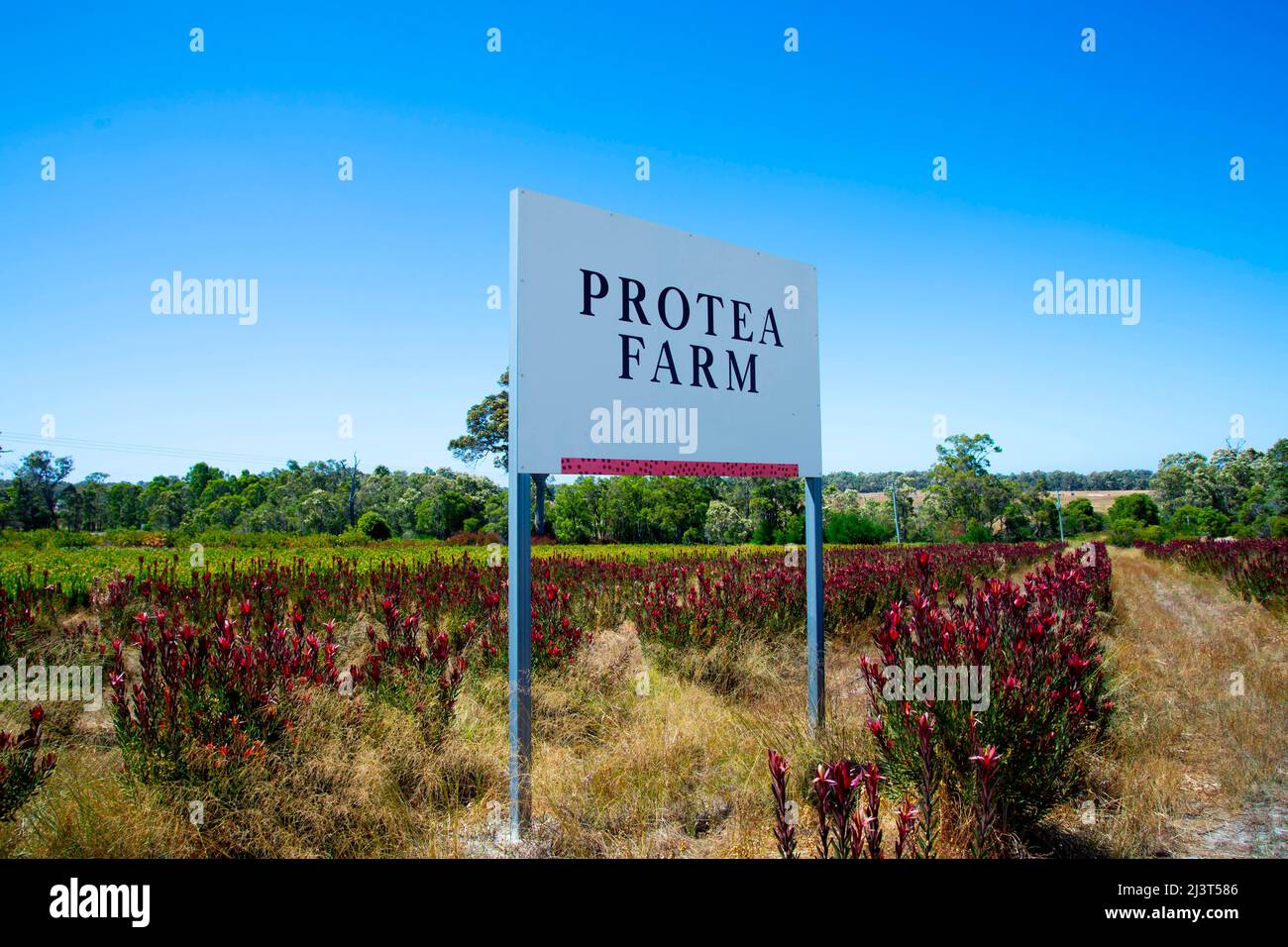Protea Flowers Farm Australia Stock Photo Alamy