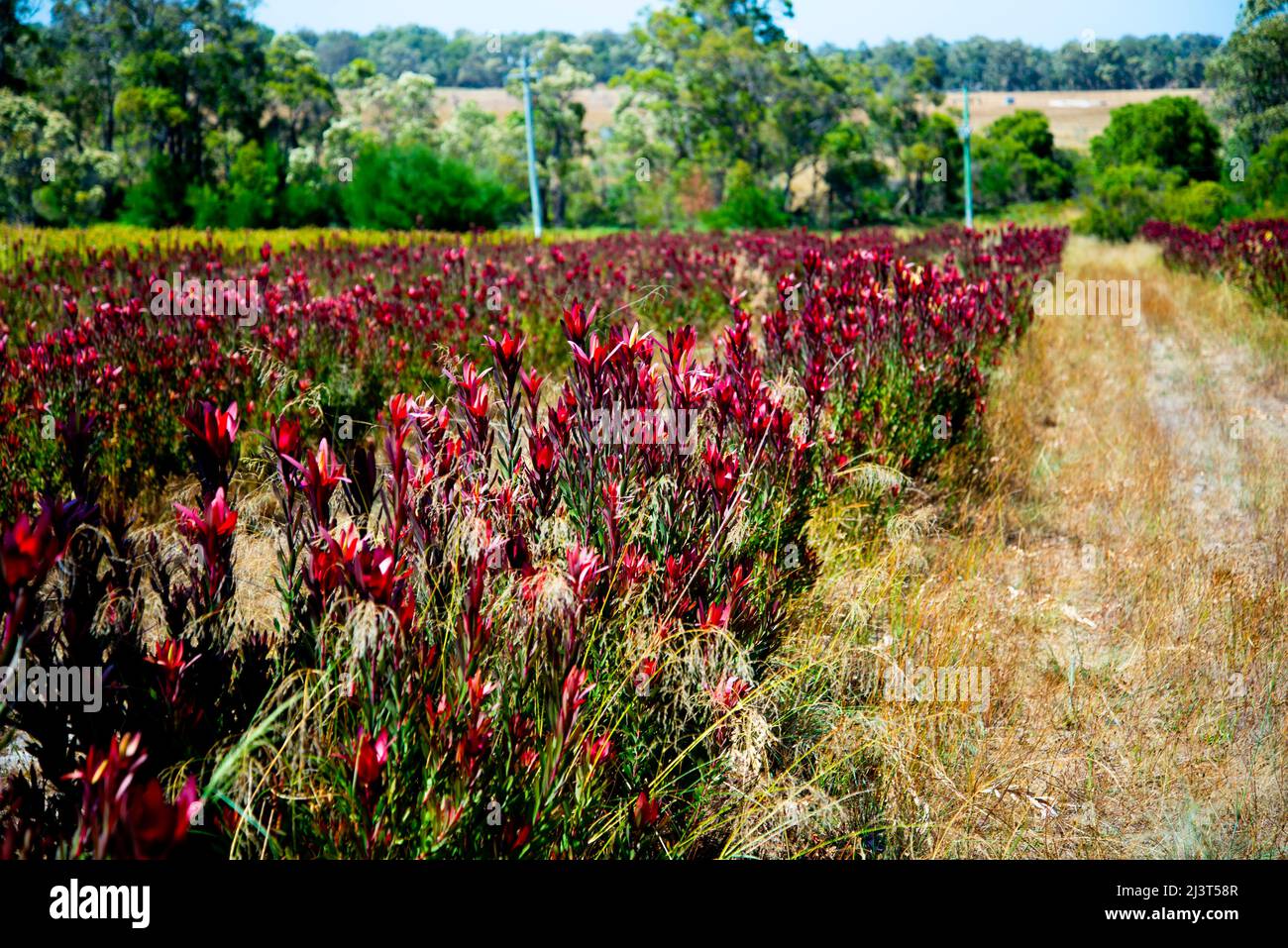 Protea Flowers Farm Australia Stock Photo Alamy