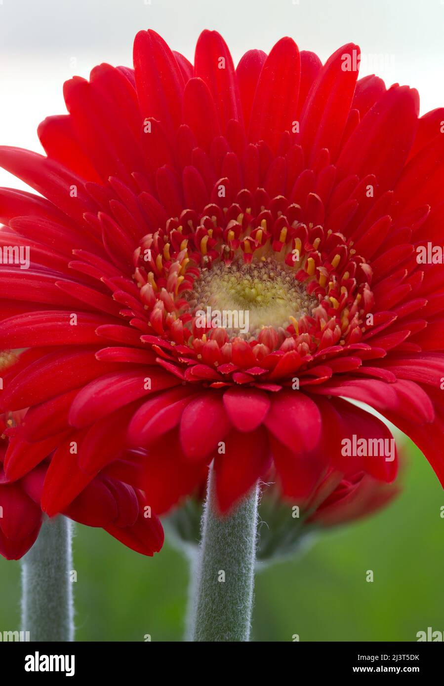 Red Gerbera [ Asteraceae (Compositae) family] flower close up Stock Photo