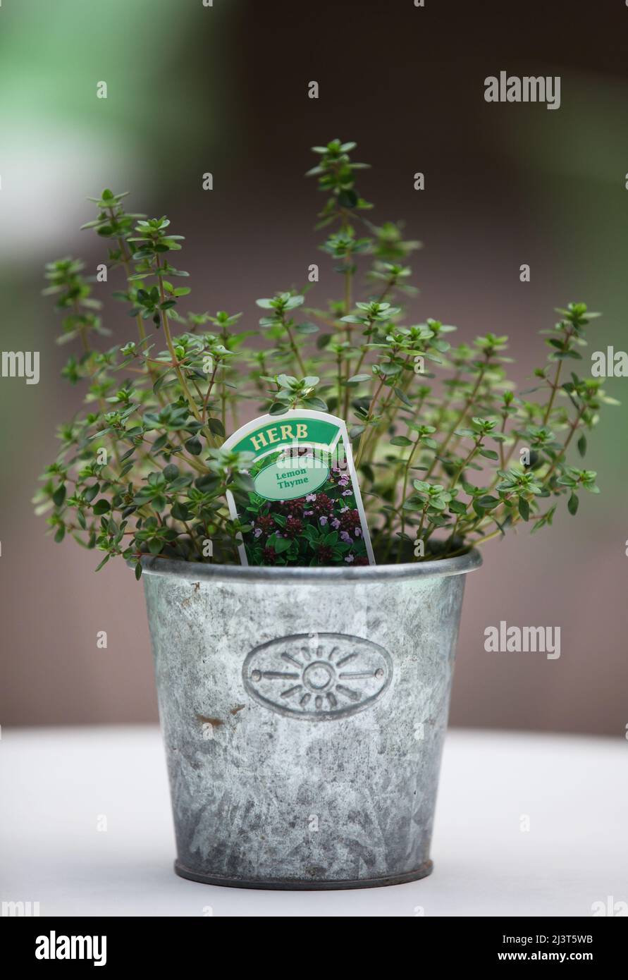 herb, Lemon Thyme, in small metal pot Stock Photo