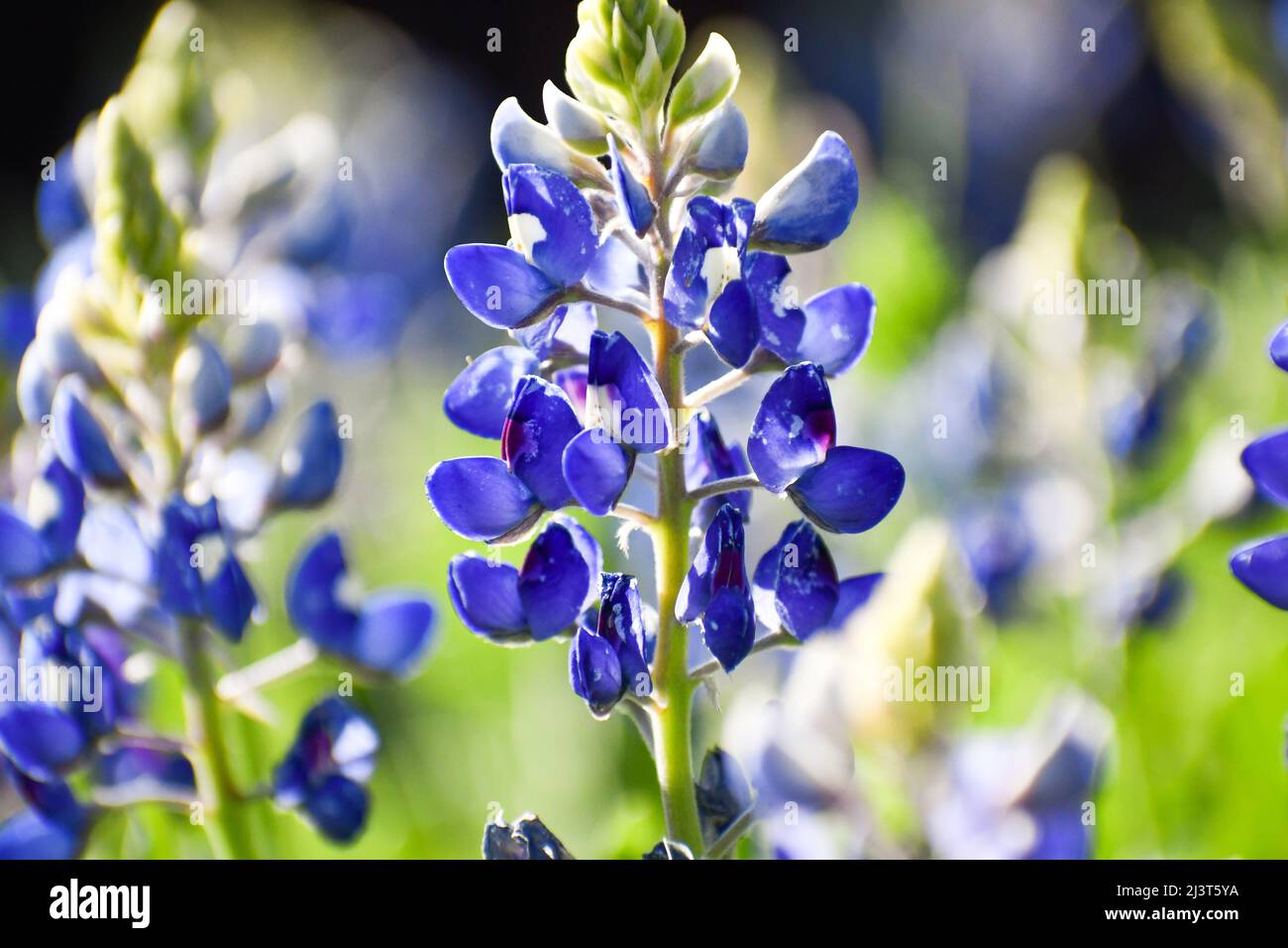 Texas bluebonnet lupinus texensis leaves hi-res stock photography and ...