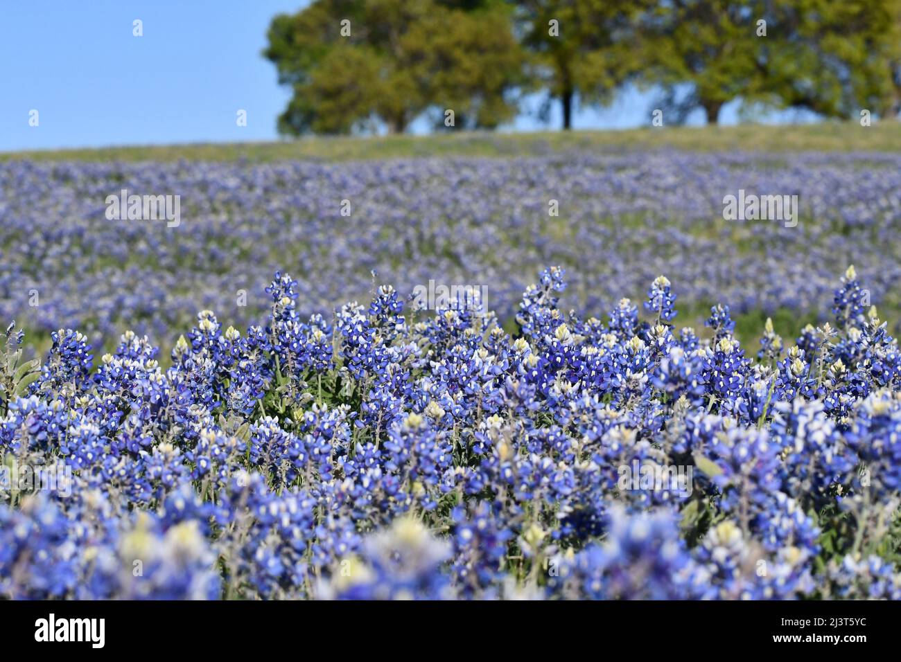 Bluebonnet field in Temple, Texas Stock Photo
