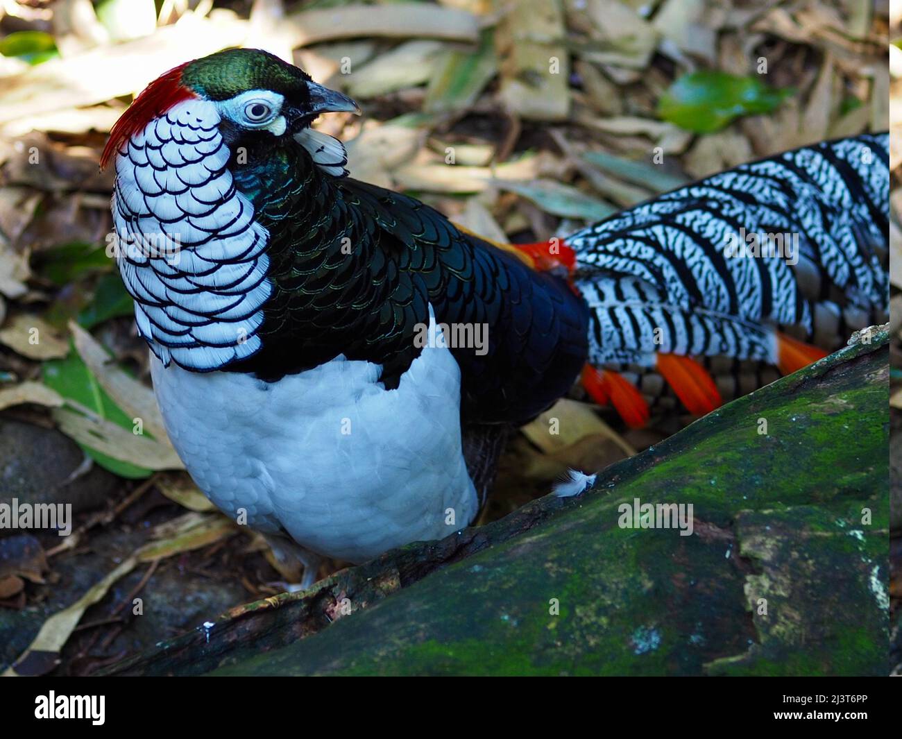Magnificent captivating handsome male Lady Amherst's Pheasant with fine dazzling plumage. Stock Photo