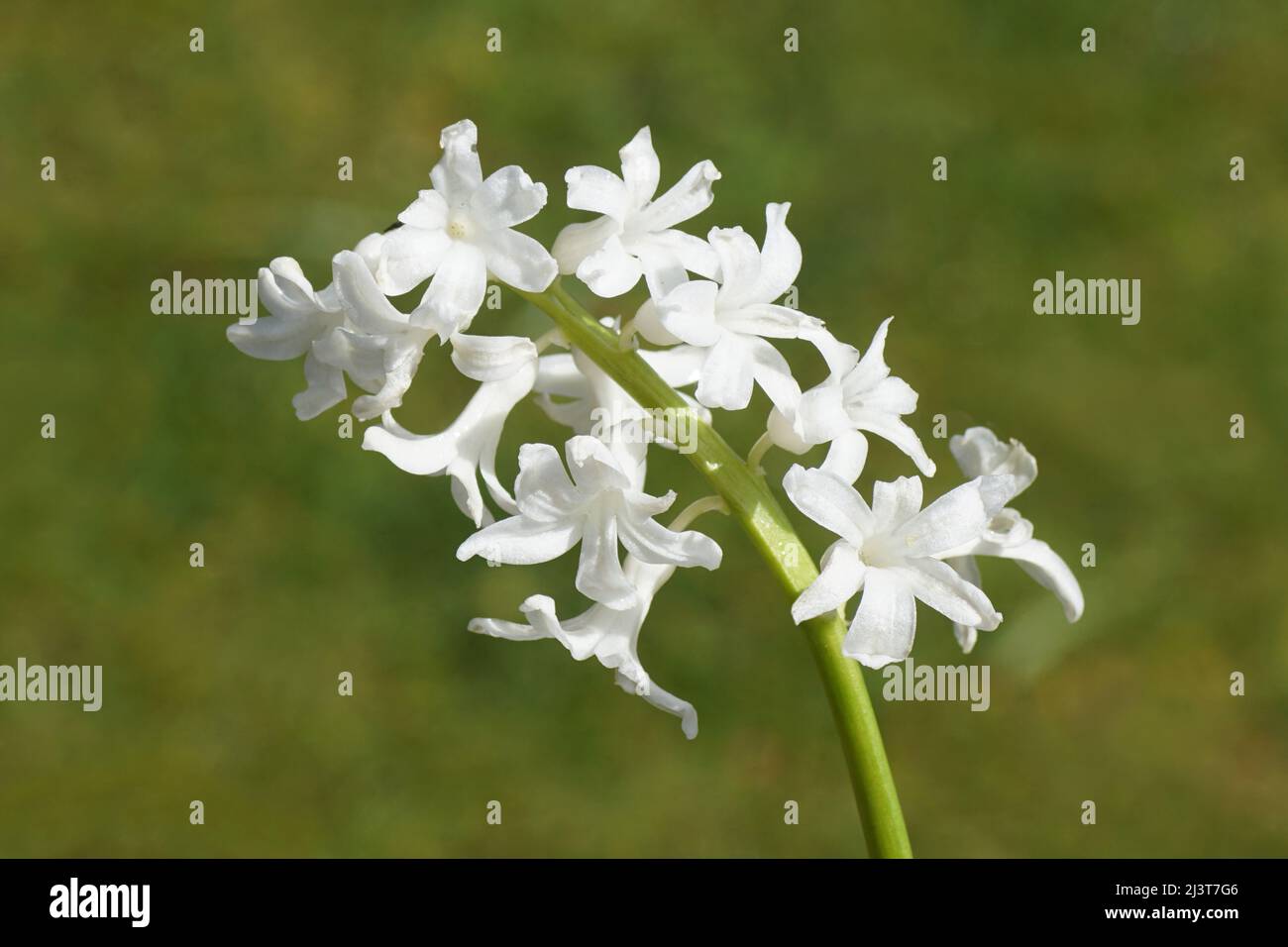 Close up White Common Hyacinth, Garden Hyacinth (Hyacinthus orientalis), Subfamily Scilloideae, Family Asparagaceae. Blurred green garden Stock Photo