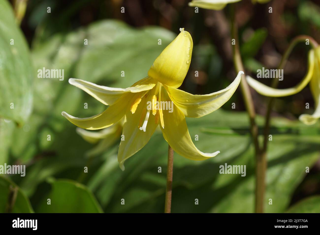 Closeup yellow flowers of a cultivar of Trout Lily, Dogtooth Violet