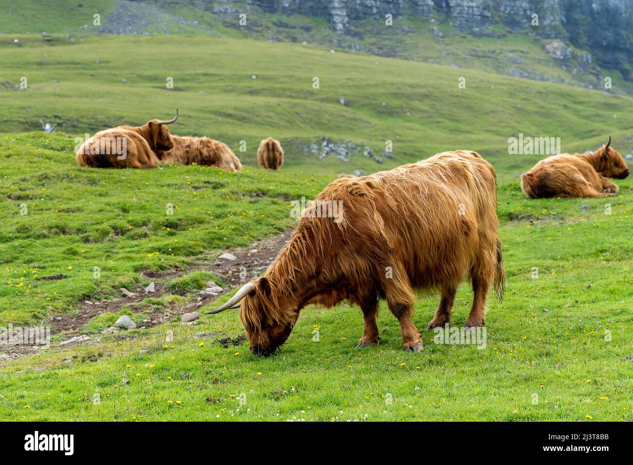 Hairy cow faroe island hi-res stock photography and images - Alamy