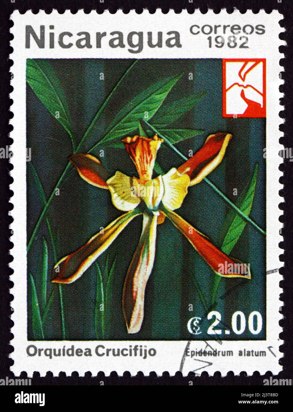 NICARAGUA - CIRCA 1982: a stamp printed in Nicaragua shows Epidendrum Alatum, Orchid, circa 1982 Stock Photo