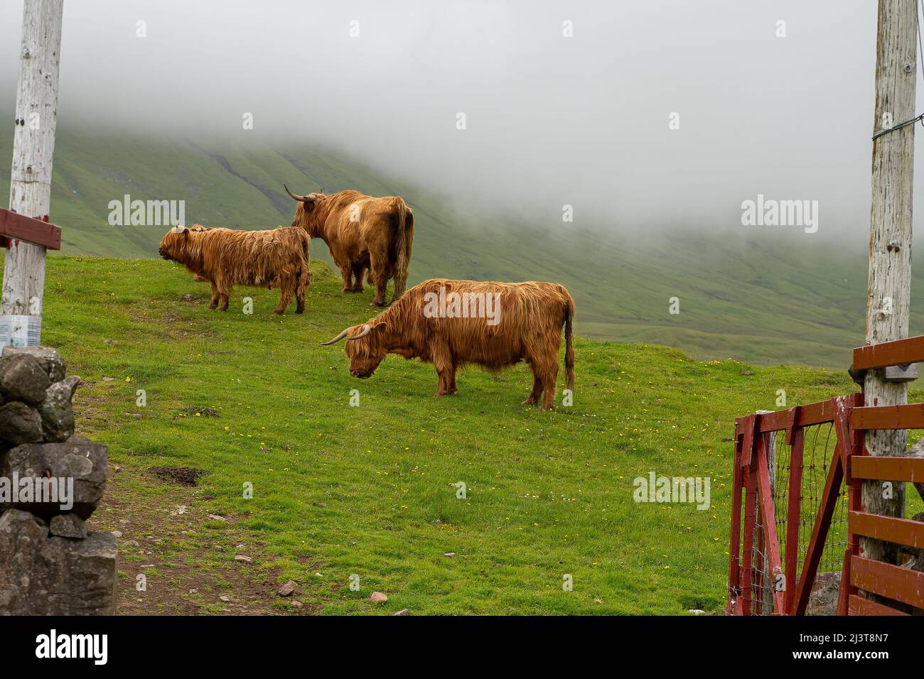 Hairy cow faroe island hi-res stock photography and images - Alamy