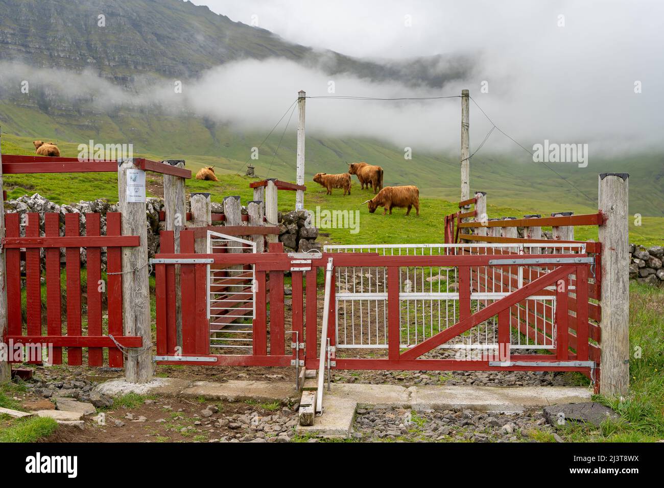 Hairy cow faroe island hi-res stock photography and images - Alamy