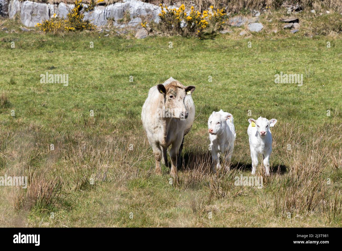 Goleen, Cork, Ireland. 09th April, 2022. Two calf's with their mother out on a pasture near Goleen, Co. Cork, Ireland. - Picture David Creedon Stock Photo
