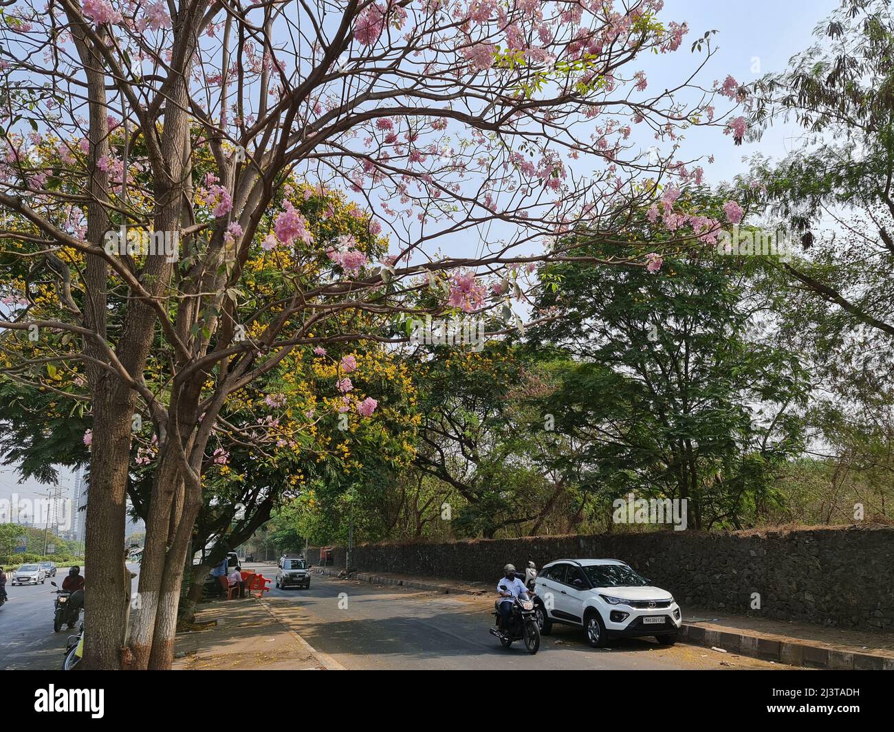 Pink Tabebuia rosea tree with flowers on the Eastern express highway in Vikhroli area opposite to Godrej Industrial campus. Stock Photo