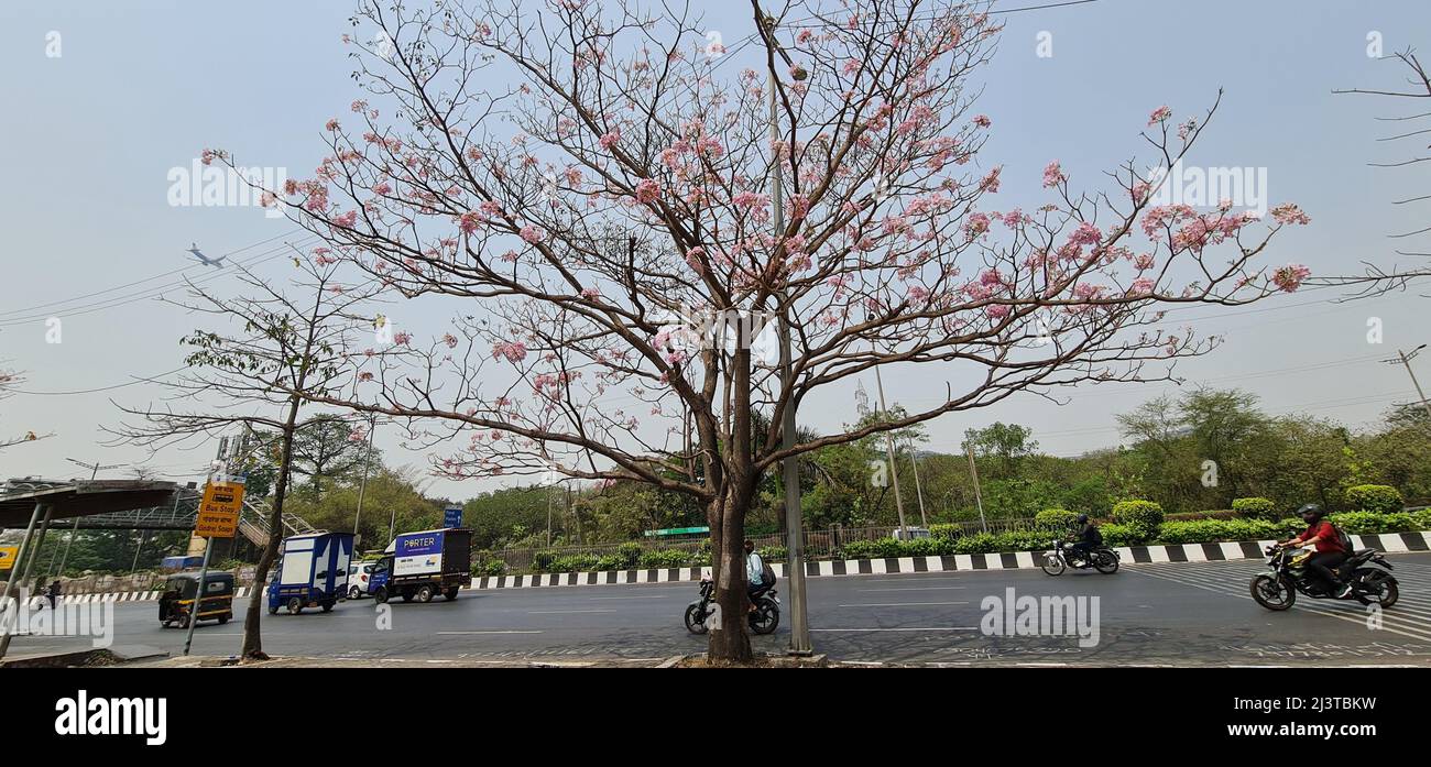 Mumbai, India, April 08 2022: Pink Tabebuia rosea tree with flowers on the Eastern express highway in Vikhroli area opposite to Godrej Industrial camp Stock Photo