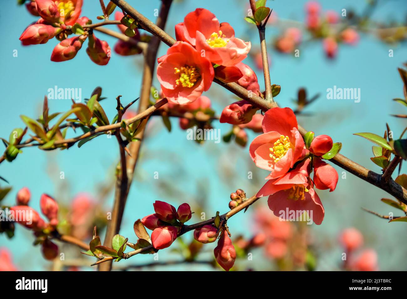 Flowering Japanese quince bush. Pink flowers on branches of shrub