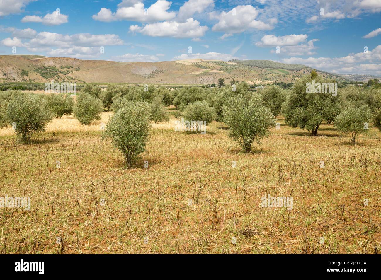 Morocco.  Countryside in the Rif Region, Northern Morocco.  Olive Trees. Stock Photo