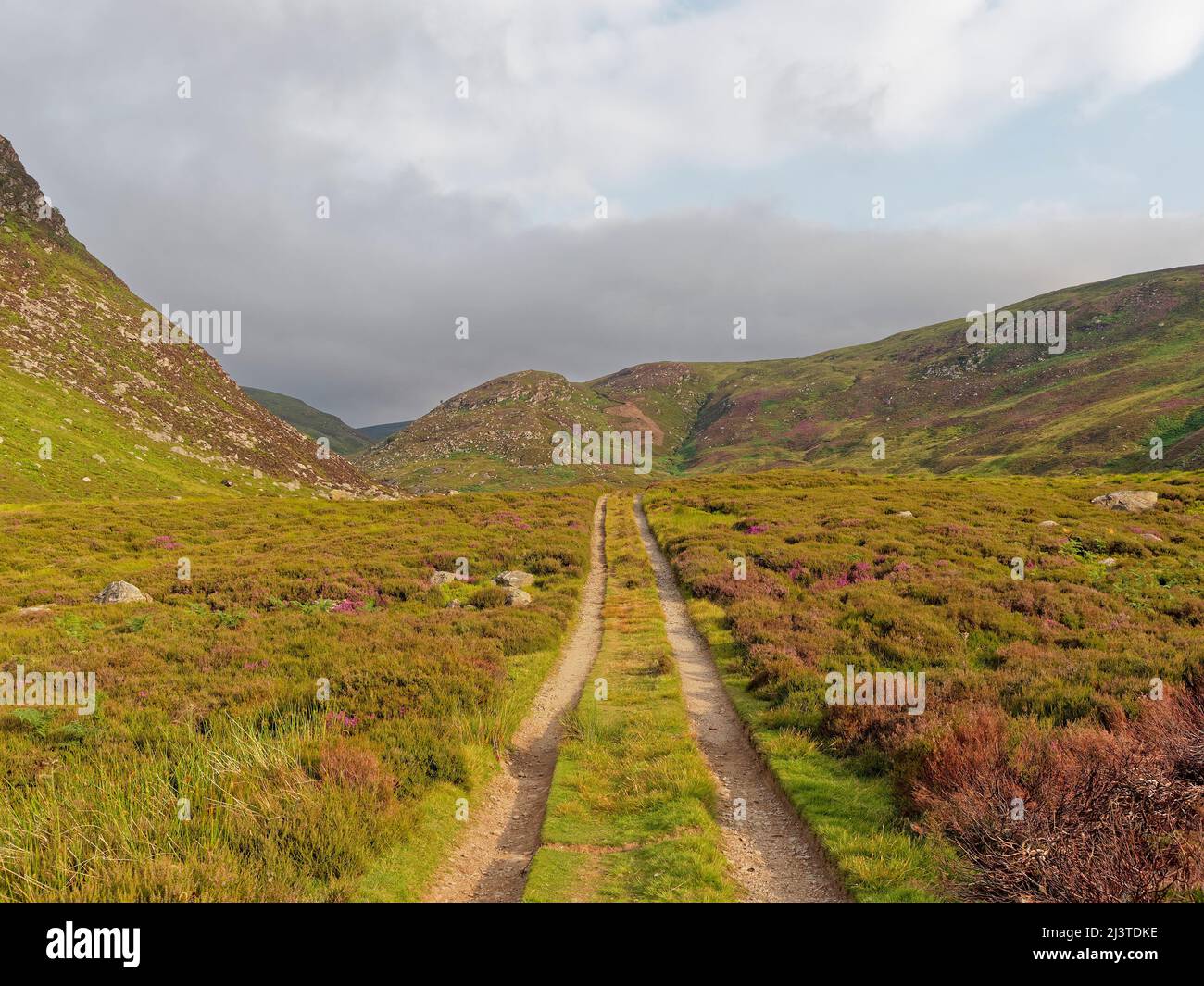The Path up Glen Lethnot with clumps of Flowering Heather beside the Track which is used by Offroad Vehicles during the Shooting Season. Stock Photo