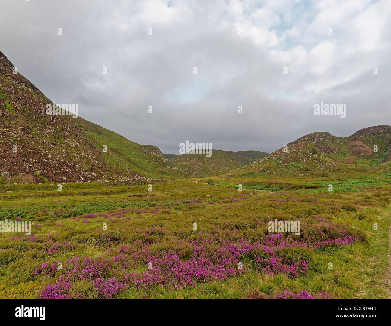 Purple Flowering heather on the Valley Floor of Glen Lethnot high up in the Angus Glens, with dark clouds building ahead of Summer rain. Stock Photo