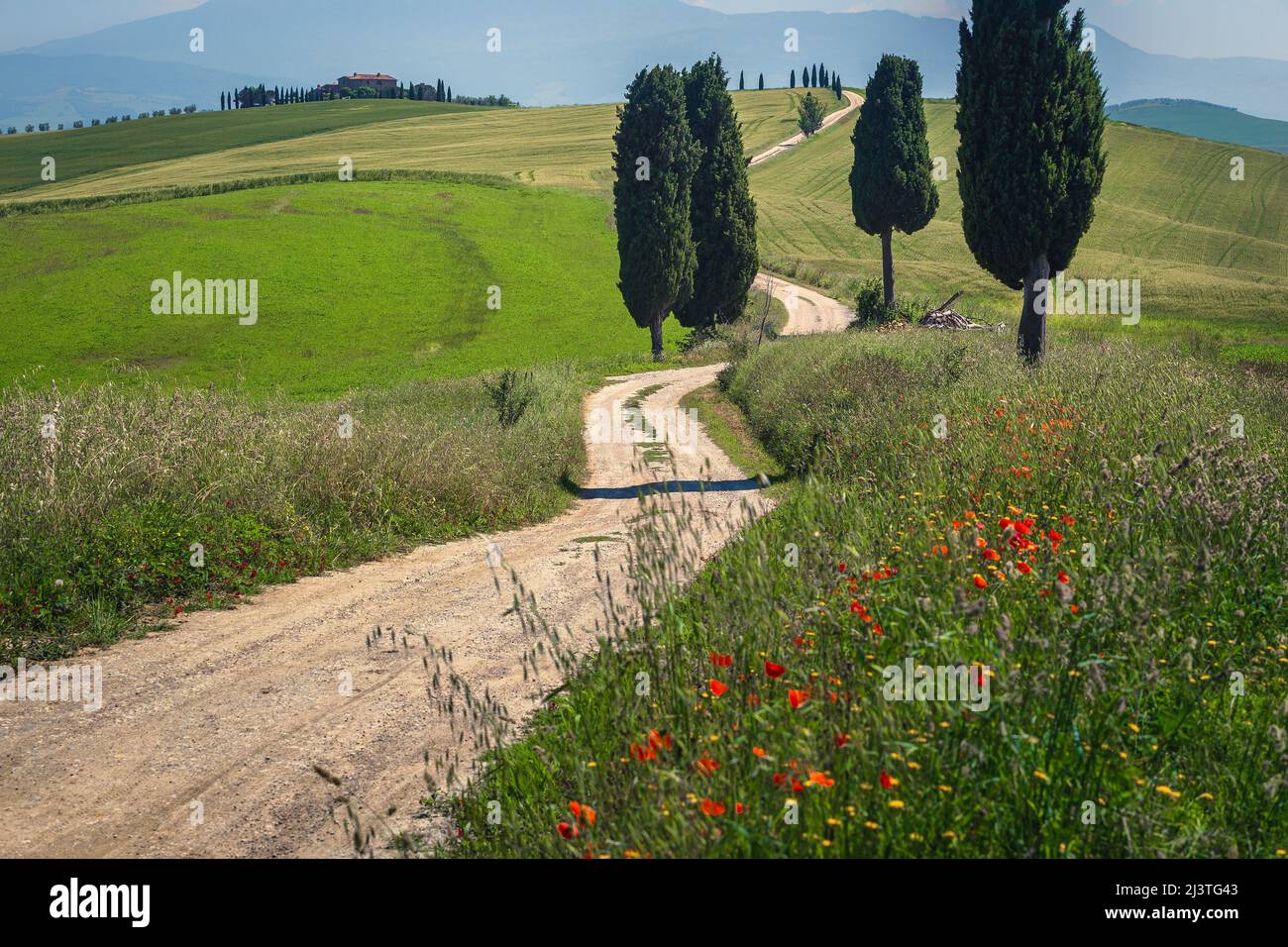 Majestic real Tuscany summer scenery with agricultural grain fields and winding rural dusty road, Pienza, Tuscany, Italy, Europe Stock Photo