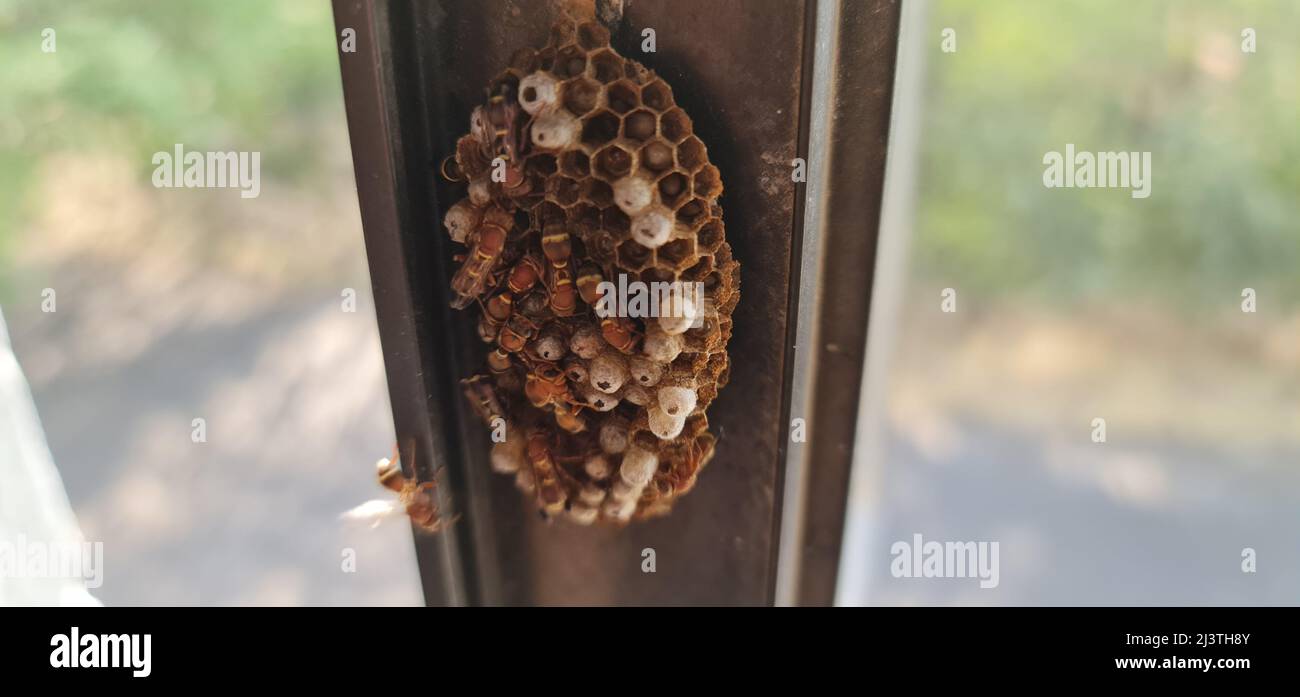 Paper wasp colony being built by the worker wasps. The hexagonal cells have eggs inside it. The nests of paper wasps are characterized by having open Stock Photo