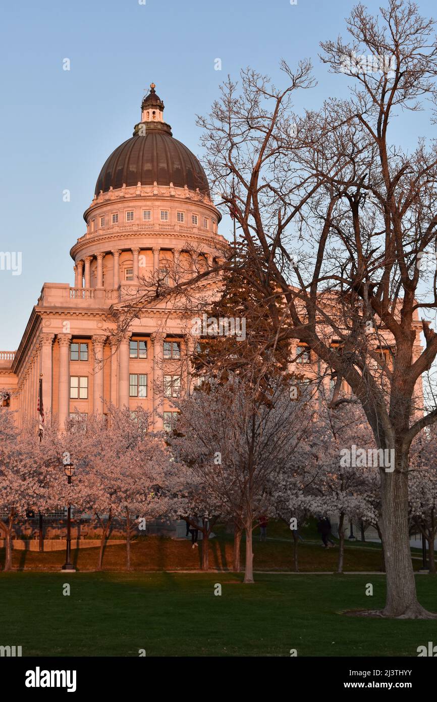 Cherry Blossoms in Utah State Capitol Stock Photo Alamy