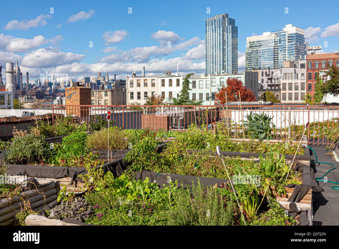 skyline of New York in background with green plants and rooftop garden ...