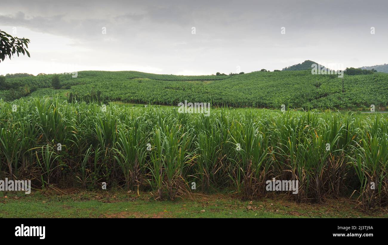 Martinique, Outre-mer, Antilles, Le François Distillerie Clément, Habitation de l'Acajou, plantation de canne à sucre Stock Photo