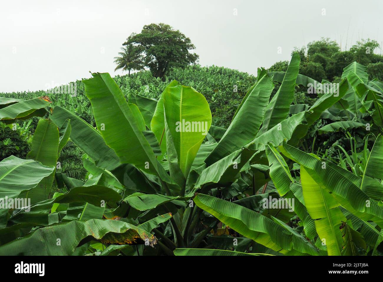 Plante de pluie hi-res stock photography and images - Alamy