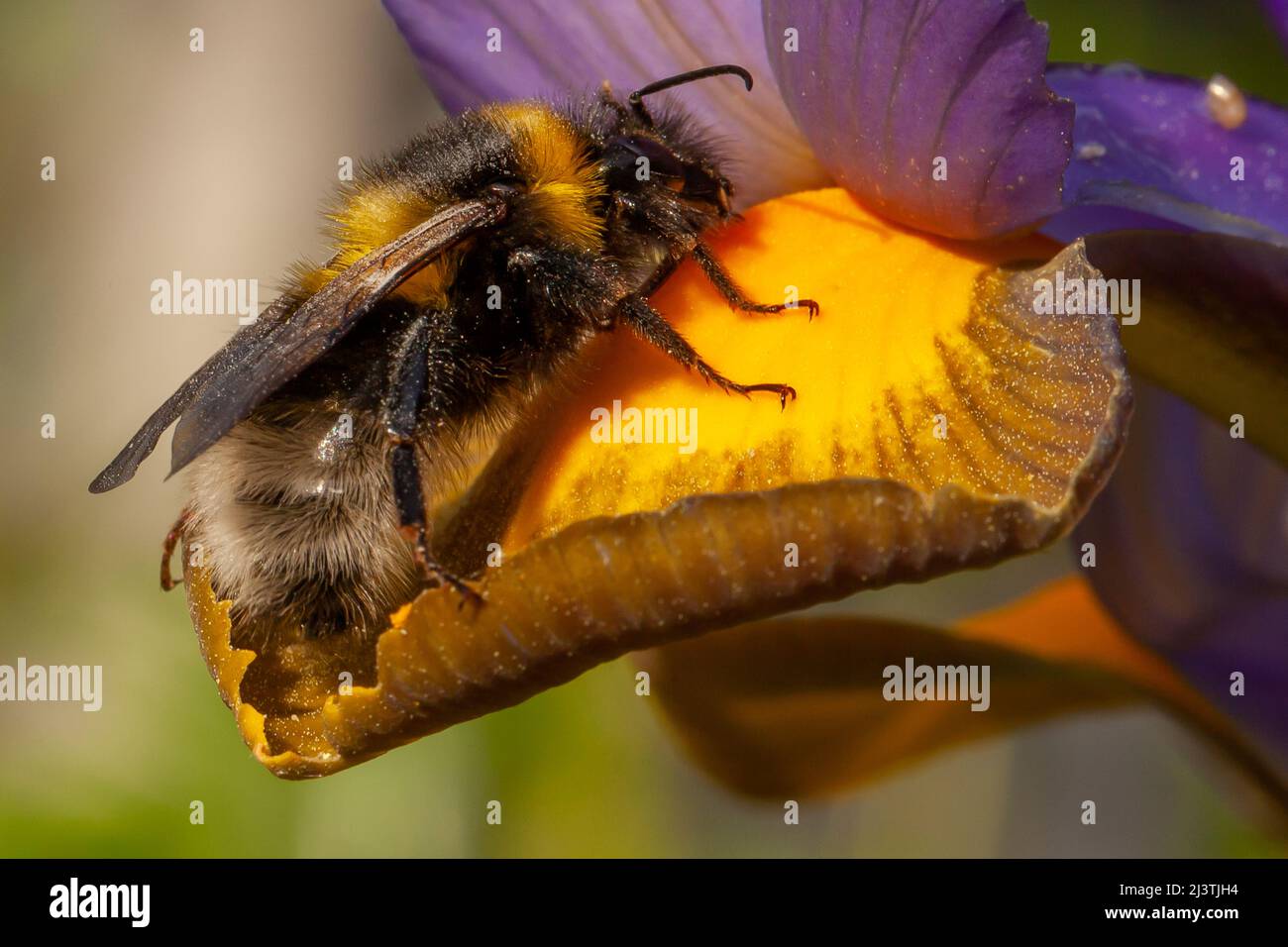 Bumble bee close up on an iris flower petal in summer. Buff tailed insect collecting pollen. Yellow and purple plant Stock Photo