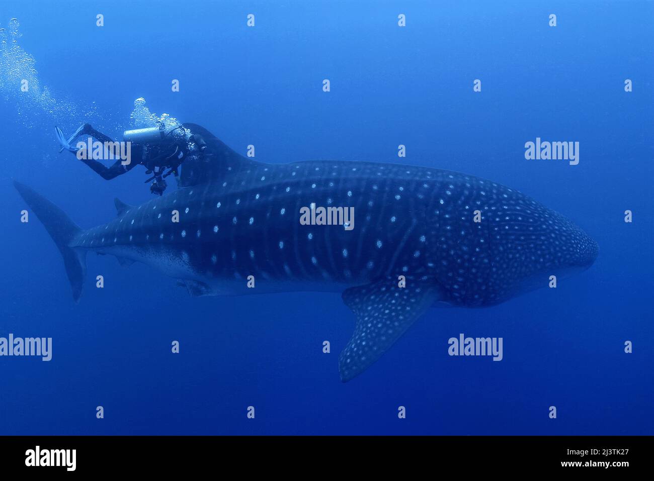 Scuba diver and whale shark (Rhincodon typus), Darwin, Galapagos islands, Ecuador Stock Photo