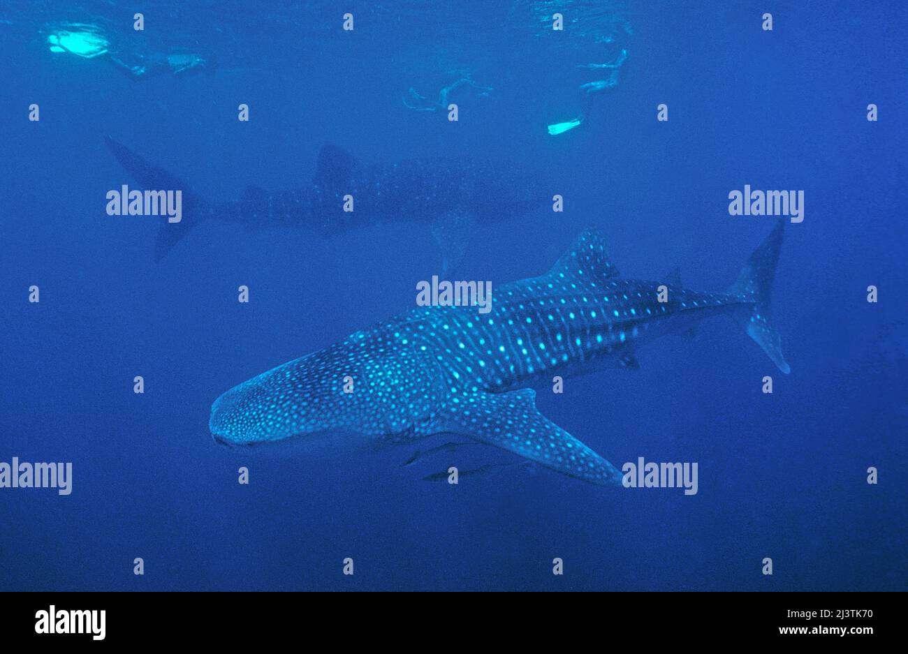 Snorkeler and Whale shark (Rhincodon typus), biggest fish of the world, Ari Atoll, Maldives, Indian ocean, Asia Stock Photo