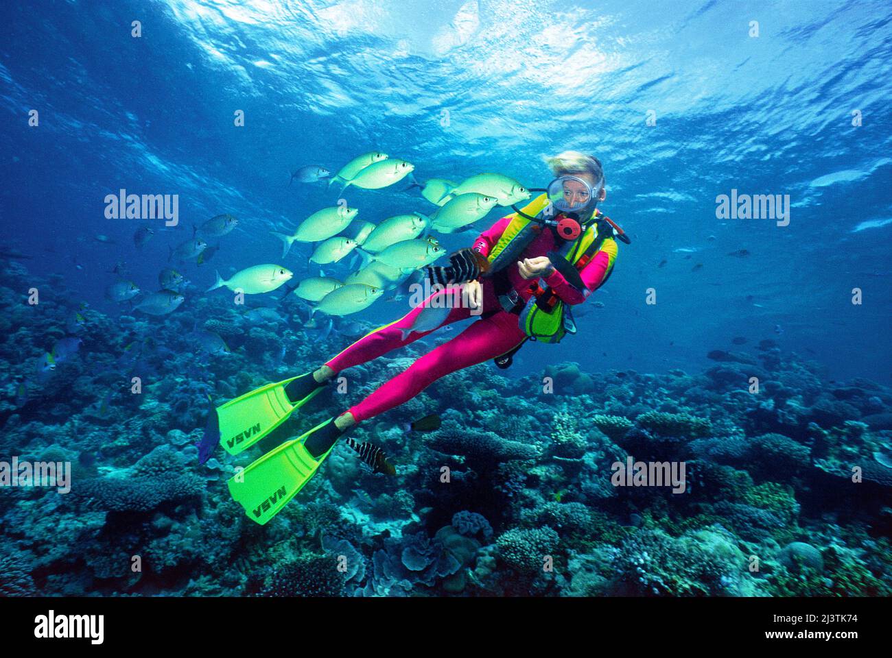 Scuba diver in coral reef feeding rabbit fishes, Ari Atoll, Maldives, Indian ocean, Asia Stock Photo