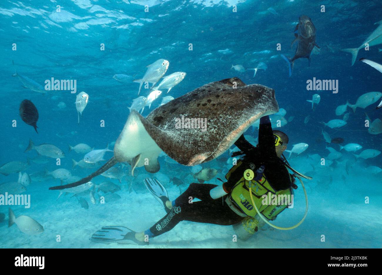 Scuba diver caresses at a Whiptail stingray (Taeniura meyeni), Ari Atoll, Maldives, Indian Ocean Stock Photo