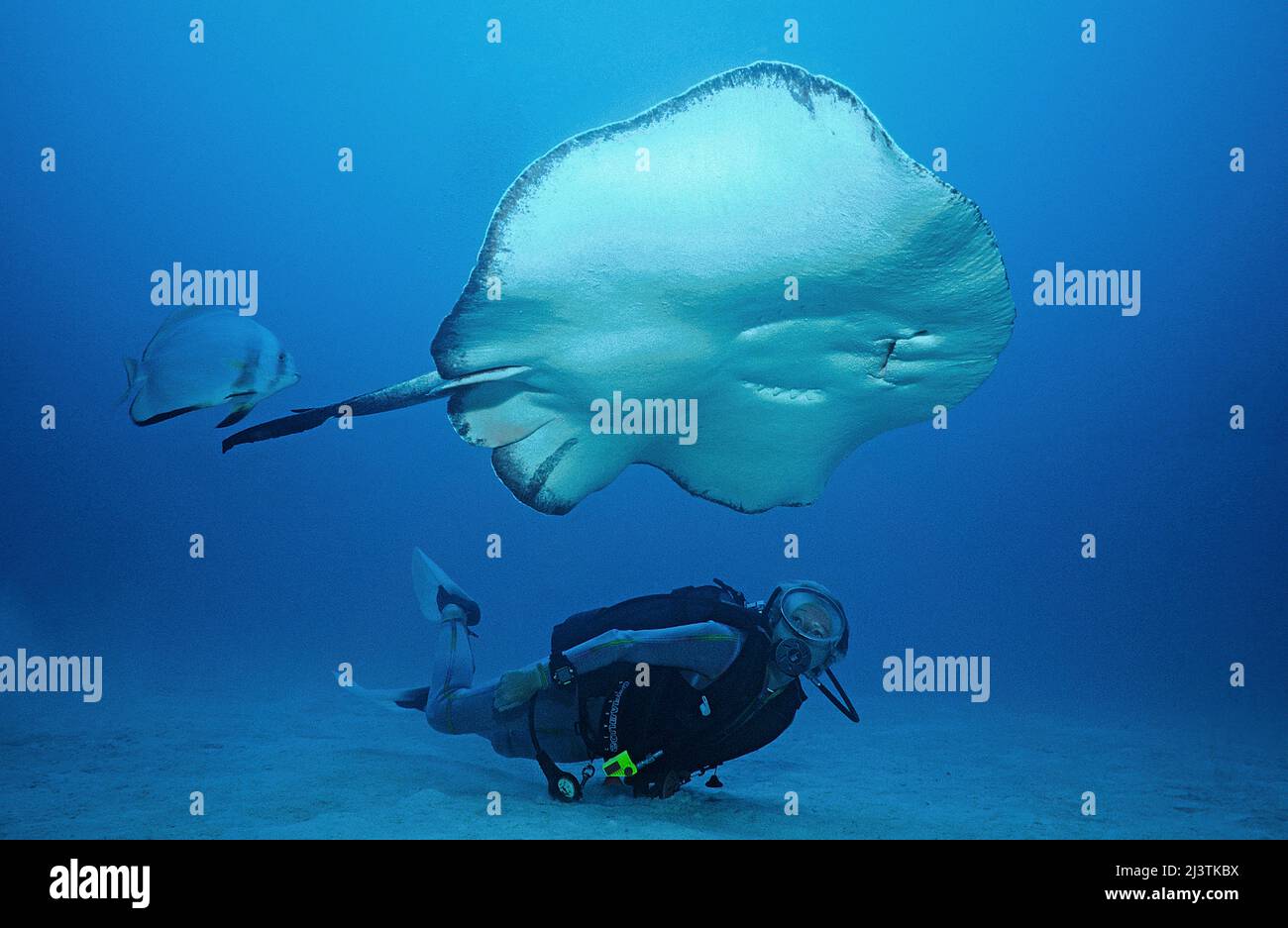 Scuba diver looking at a Whiptail stingray (Taeniura meyeni), Ari Atoll, Maldives, Indian Ocean Stock Photo