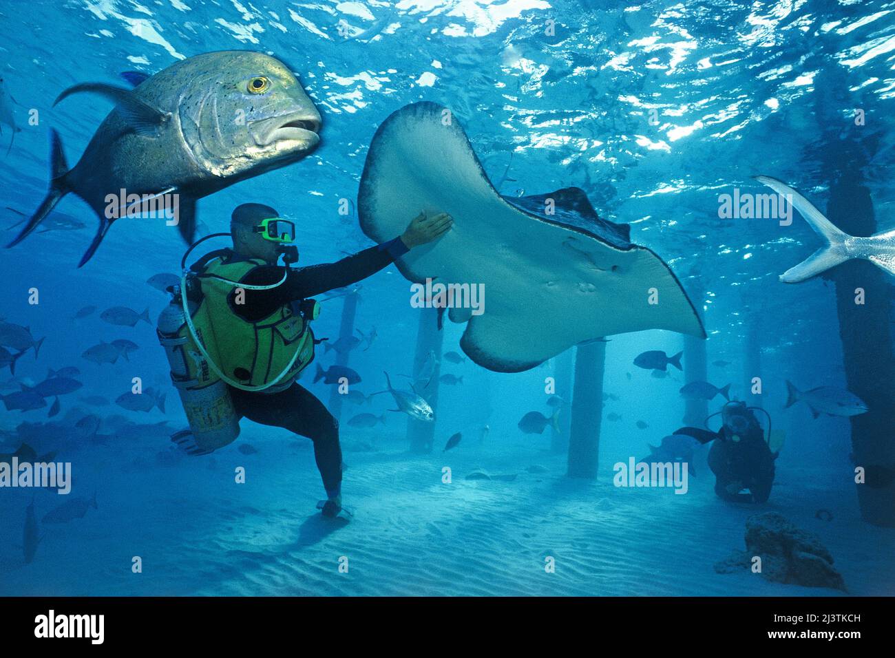 Scuba diver caresses at a Whiptail stingray (Taeniura meyeni), Ari Atoll, Maldives, Indian Ocean Stock Photo