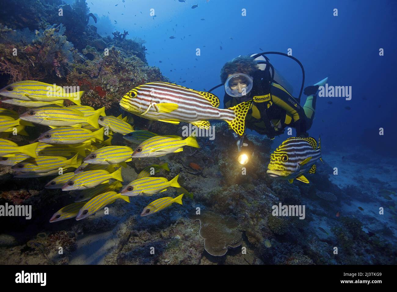 Scuba diver in a coral reef with Oriental sweetlips (Plectorhinchus vittatus) and Bluestriped snappers (Lutjanus kasmira), Ari Atoll, Maldives Stock Photo