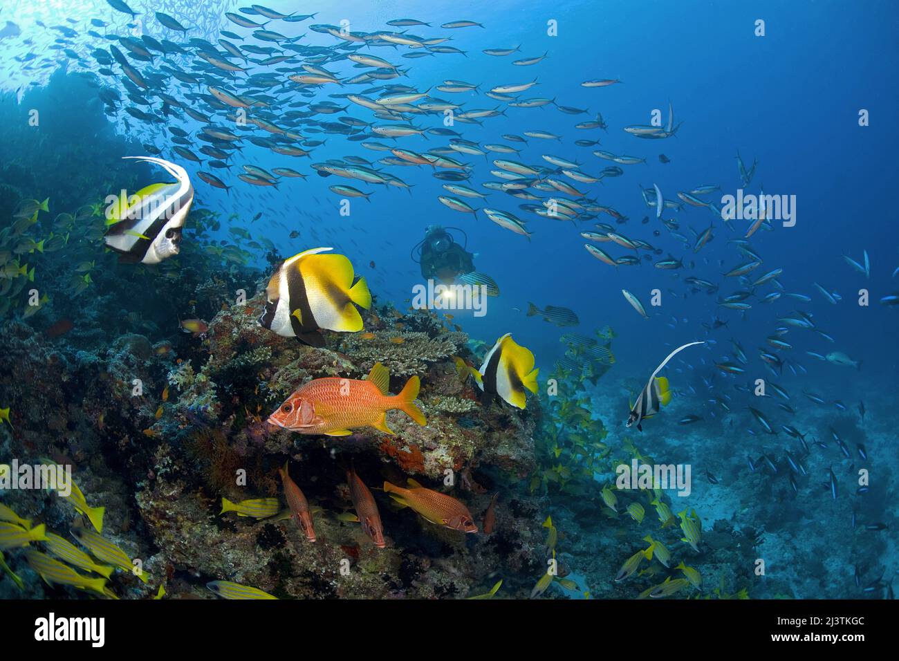 Scuba diver in a colourful coral reef with bannerfishes (Heniochus diphreutes), Giant squirrelfish (Sargocentron spiniferum) and Dark-banded fusilier Stock Photo
