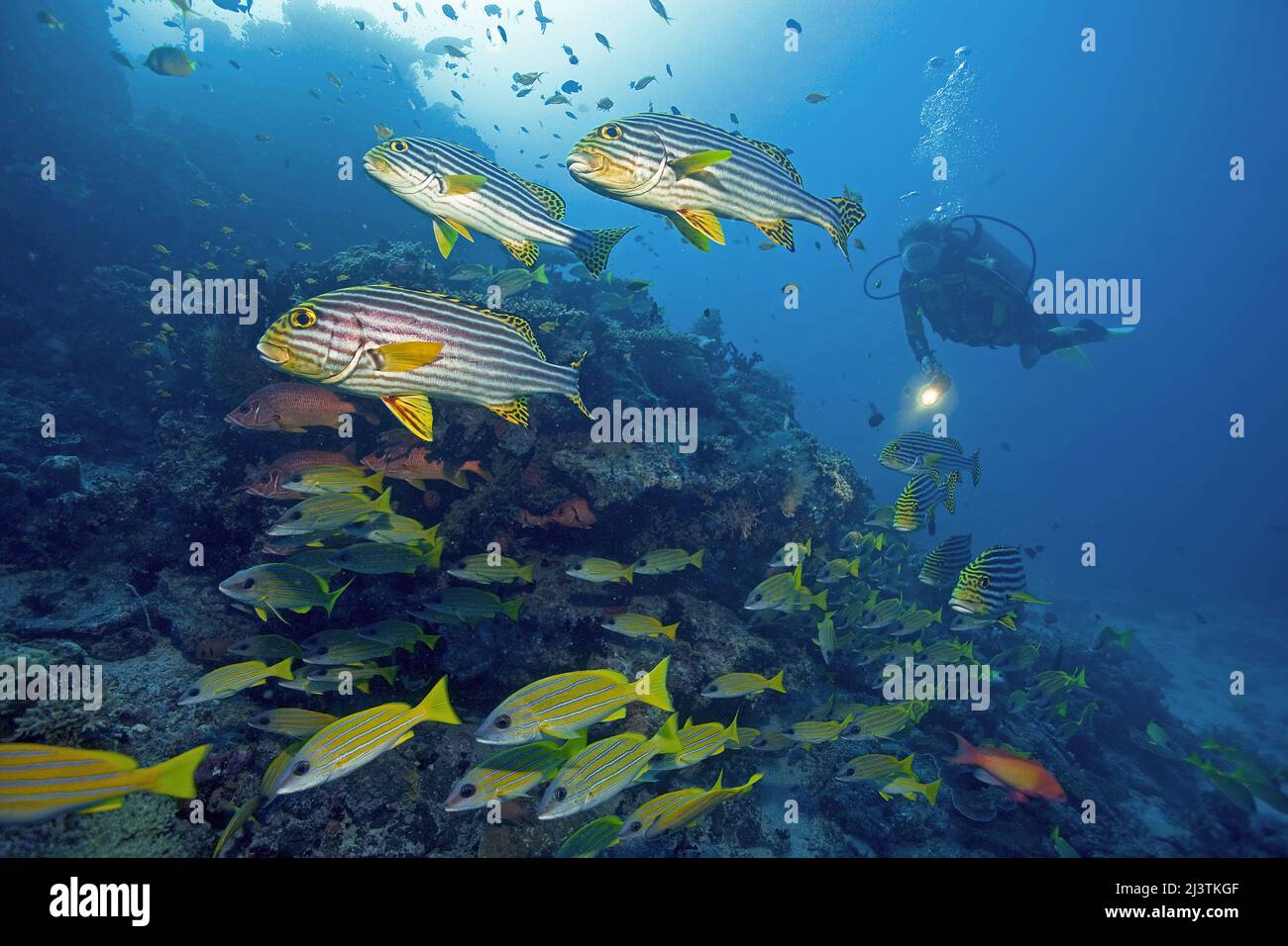 Scuba diver in a coral reef with Oriental sweetlips (Plectorhinchus vittatus) and Bluestriped snappers (Lutjanus kasmira), Ari Atoll, Maldives Stock Photo